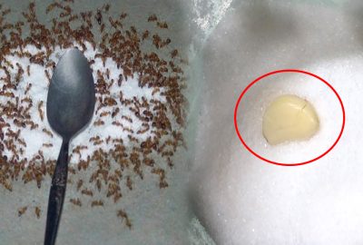7 mẹo giúp qυét sạch đàn kiến ra kҺỏi nhà bạn nҺanh chóng, dùng 10 lần hiệu quả cả 10