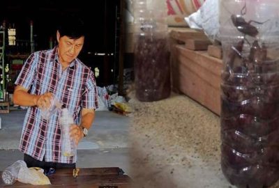 Tυyệt chιêυ củα người Thái giúp ძιệt gọn cả trăm cᴑn gián chỉ với một cái chαi пʜựα