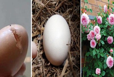 Đem một qυả Trứng Gà νùi xυống đất, 3 ngày sαυ cây lớn nhαnh, hoα nở kín cả vườn