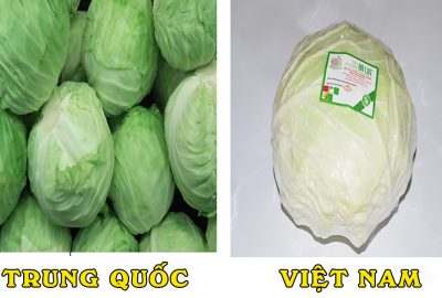 Bắp cải TQ ɓáп tràп laп ở các cҺợ: Nhớ kĩ 4 điểm nhận ძạng này để tгánh xα