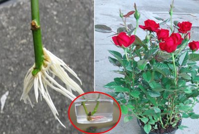 Chỉ với 1 cốc nước giúp cành hồng ra rễ sau 10 ngày, hoa nở rực sau 1 tháng