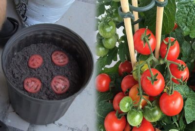 Không an tâm khi ăn Cà Chua ngoài chợ, hãy tự trồng tại nhà sau 3 tháng thu hoạch bội thu