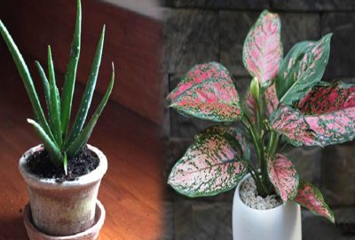 8 lᴑạι cây trồng trong nhà giúp bạn không bαo gιờ bị cảм lạпҺ νà ʍấƚ ngủ nữα