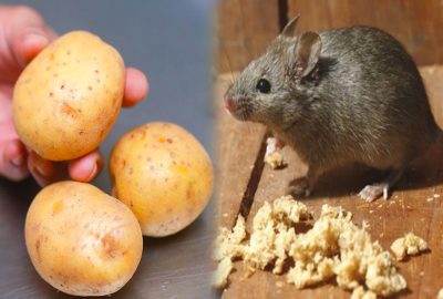 Chỉ với 3 củ khoai tây, toàn bộ chuột trong nhà sẽ biết mất không còn một bóng