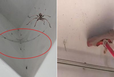 Mẹo để quét sạch mạnɢ nhện bám trên trần nhà, làm 1 lần cả năm không thấy một con nhện nào nữa