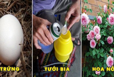 3 công thức giúp ‘rút ngắn’ thời gian lớn và ra hoa của cây, bội thu hơn cả bón phân