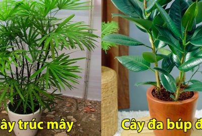 10 loại cây hút sạch bức xạ của sóng điện thoạt và wifi, nhà có trẻ nhỏ nhớ phải trồng ít nhất một cây
