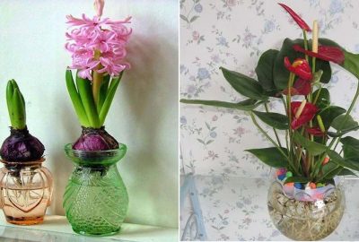 4 loại hoa đẹp chỉ cần Nước là sống, đặt ở trong nhà ngày Tết giúp đón Tài Lộc về