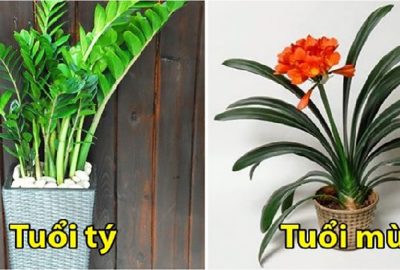 12 con giáp trồng loại cây nào trong năm mới để luôn có may mắn và tiền bạc tự động tìm đến