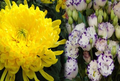 12 loại hoa nhất định phải chưng trong ngày tết để cả năm gặp nhiều may mắn, tài lộc