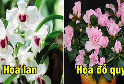 14 loại hoa tương trưng cho sự may mắn và tài lộc phải chưng trong nhà ngày Tết