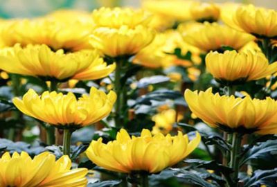 10 loại hoa mang đến sự giàu sang, phú quý, tài lộc nhất định phải trưng trong Rằm Tháng Chạp