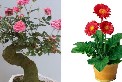 10 loại hoa đẹp nên chưng trong ngày Tết để rước Tài Lộc cho gia chủ