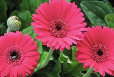 5 loại hoa giúp hút tài đón lộc vào nhà trong ngày Tết