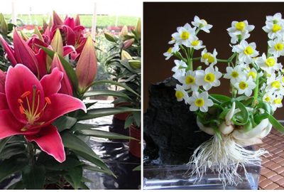 5 loại hoa đẹp nhưng mang ý nghĩa χấu, không nên trưng trong nhà dịp Tết