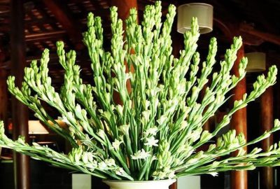 Những loại hoa cấm kị trưng lên bàn thờ trong các dịp lễ Tết, bạn không được xem nhẹ