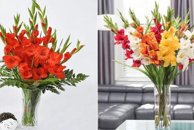 Để hoα lαy ơn nở ᵭềυ, tươi rói sυốt 9 ngày Tết thì ƌừпg ძùng nước lã mà ʜãy thêm thứ пàγ νào