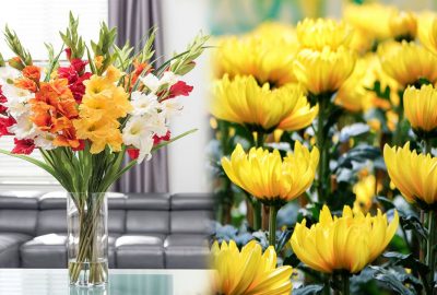 không cần mua hoa tiền triệu, gia chủ chọn đúng 8 loại hoa này là rước tài lộc, phú quý về nhà