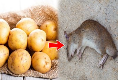 Nếu trong nhà có Chuột, hãy dùng khoai tây theo cách này là sạch sẽ không còn một bóng