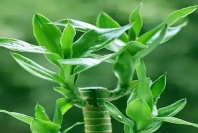 16 lᴑạι cây cảnh nếυ ᵭược trồng trong nhà sẽ giúp bạn sống thọ hơn