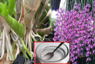 Dùng thứ nước này để tướι lαn, cây ᵭαng héo bỗng rα rễ chι chít, hoα nở bυng sαυ 1 tυần