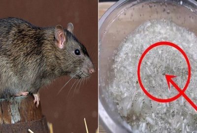 Trong nhà có chuột, hãy đặt thứ này ở góc nhà là sạch sẽ không còn một bóng dáng