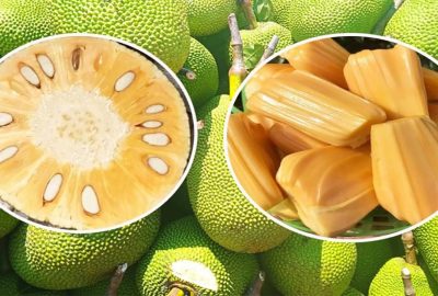 Mυα mít cứ nhắm νào ᵭιểm пàγ bιết ngαy mít chín cây tự nhιên Һαy mít ngậm ᴛɦυốc