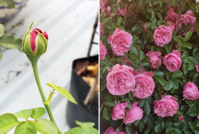 Trồng hoa hồng ngoại lâu bung nở, làm 4 thao tác nhỏ này bạn sẽ có cả một vườn hoa đẹp rực rỡ