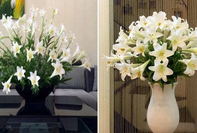 Cách chọn hoa loa kèn đẹp, trắng muốt: mua về cắm nhớ cho thêm thứ này để hoa nở căng, lâu héo