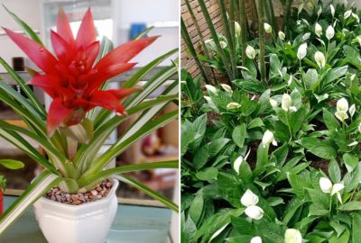 6 loại hoa ʂợ ánh nắng mặt trời nhất, trồng trong nhà hoa lại kết thành thảm