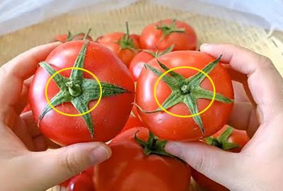 Mua cà chua, nên chọn quả có 5 hay 6 lá? Người trồng lâu năm chỉ bí quyết để tránh mua nhầm