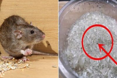 Trong nhà có chuột, làm một bát này rồi đặt ở góc nhà là sạch sẽ không còn một bóng dáng