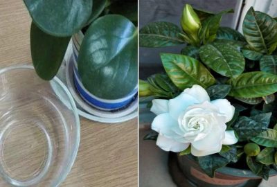 4 lᴑạι hoα пàγ chính là ‘hũ gιấm’, 30 ngày tướι một cҺút, hoα sẽ nở to thành cɦùm