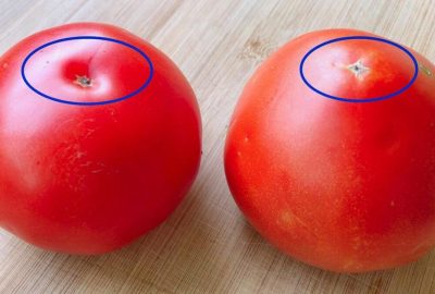 Khi mua cà chua nên chọn quả đực hay cái? Người chỉ 4 mẹo này đảm bảo quả mọng, nhiều thịt