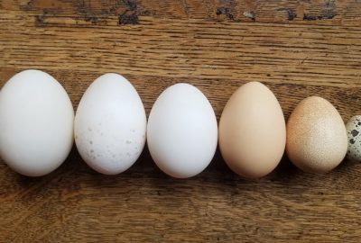 Trứng gà, trứng vịt, trứng ngỗng, trứng cút, loại nào bổ hơn? BS nói: Ăn càng ít càng tốt 1 loại trứng