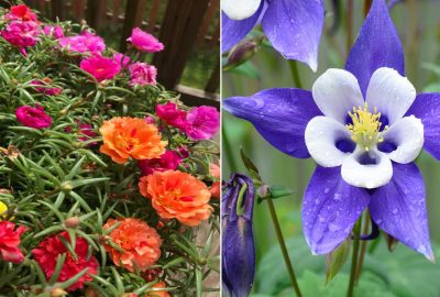 3 loại hoa đẹp mê mẩn, vừa chạm đất đã nở đầy hoa khiến ai nhìn thấy cũng muốn trồng ngay