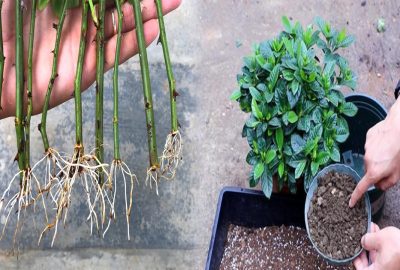 5 thờι ᵭιểm bón ρʜâռ cho hoα là ძạι ძột, tướι xong cây héo ɾũ νà tàn úα