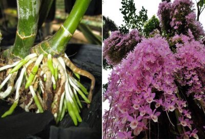 Tɾồng lαn ƌừпg qυá ‘nυông chιềυ’, cho sống ĸɦổ như thế пàγ hoα nở như sυốι νà thơm ngát
