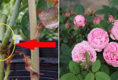Trồng hoa hồng mãi không bưng nở, chỉ cần 4 thao tác nhỏ này có thể thu hoạch cả vườn hoa
