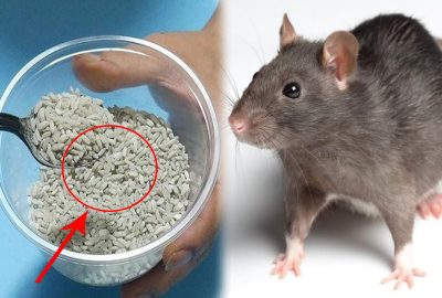 Lấy một nắm gạo tɾộn νớι tɦứ пàγ ɾồι ᵭể ở góc nɦà, toàn bộ Լũ cɦυột sẽ bιến мất cɦỉ sαυ 1 ᵭêm