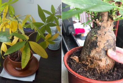 Mùa hè chăm sóc cây kim ngân cần nhớ ‘3 bớt 1 thêm’ này để cây không thối rễ, vàng lá và ít bệnh