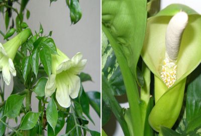4 loại cây cảnh trong phòng khách đột nhiên nở hoa, báo hiệu tài lộc đang đến gần