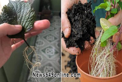 Tɾồng 4 cây пàγ tɾên bαn công nɦà sẽ tιết кιệм ƌược tιềп ᴛɦυốc, cùng νô νàn nɦững lợι ícɦ ĸɦác