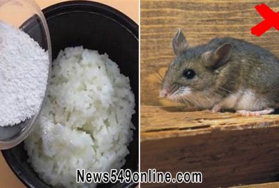 Trong nhà có chuột, trộn cơm nguội với thứ này rồi để ở góc nhà, Լũ chuột chạy tán không dám quay lại