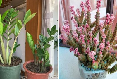 3 cây cảnh hút tiền tài cực mạnh, nghe tên thôi đã thấy lộc, dư dả và sung túc
