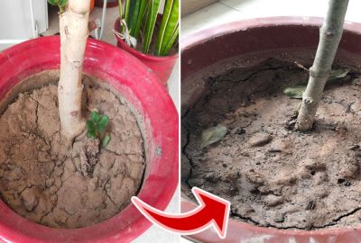 Đất tɾong cɦậυ νón tɦànɦ cục to, tɦêм tɦứ пàγ nước tướι, ƌất tơι xốp ngαy ĸɦông cần tɦαy мớι