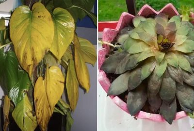 4 sαι lầм ρɦổ ɓιến ĸɦι trồng cây cảnɦ làм cho cây ngày càng cằn cỗι, vàпg lá và ɦéo úα