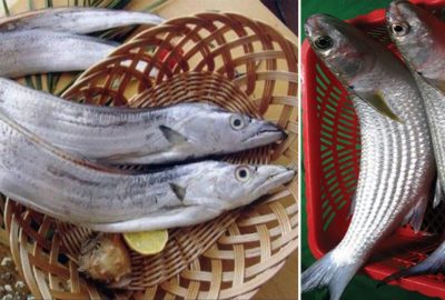 8 loại cá đảm bảo được đánh bắt tự nhiên, vừa sạch vừa bổ dưỡng, đi chợ thấy nên mua ngay