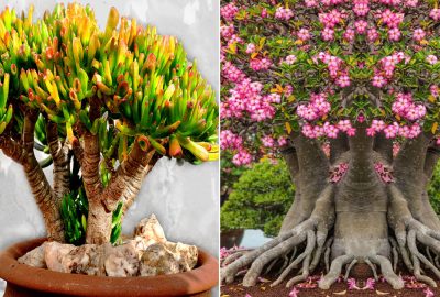 4 cây cảnh ‘bất tử’ đem điềm lành, có sức sống mãnh liệt, trồng 1 chậu rước phúc lộc đầy nhà