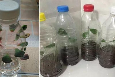 Ít ai biết rằng chai nhựa là ‘bảo bối’ trong việc trồng cây, chỉ người thông minh mới nghĩ ra 3 cách này